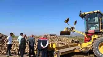 Tokat Pazar'da Şeker Pancarı Hasadı Beklentisi Yüksek
