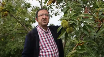 OMÜ'de Dayanıklı Kestane Türleri Geliştiriliyor