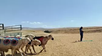 Kayseri'de Koç Katım Töreni Geleneksel Gösteriyle Yapıldı