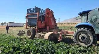 Bitlis Adilcevaz'da 2025 Şeker Pancarı Hasadı Başladı