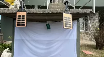 Trabzon ve Ordu'da Kahverengi Kokarca ile Mücadele Devam Ediyor