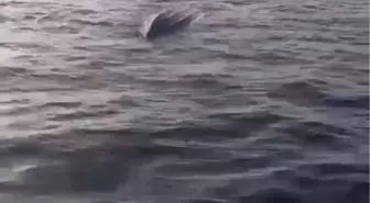 Hopa'da İnsansız Deniz Aracı Bulundu