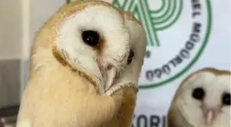 Diyarbakır'da Anneleri Olmayan Yavru Baykuşlar Yeniden Doğaya Salındı