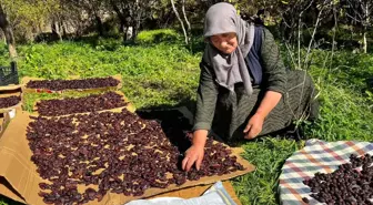 Ardahan'da Cancur Eriği Hasadı Başladı: Festival Coşkusu