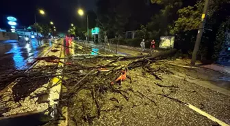 Edirne'de Şiddetli Yağış Ve Ağaç Devrilmesi