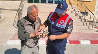 Yozgat'ta Yaralı Çakır Kuşu Tedavi Altına Alındı