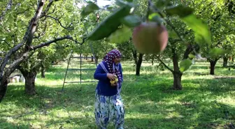 Amasya'da Misket Elma Hasadı Bu Yıl Gerçekleşmedi