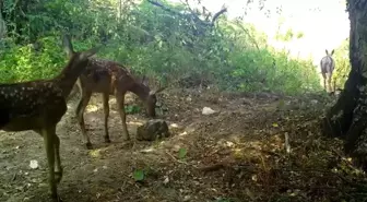 Bursa'da Kızılgeyik ve Yavruları Fotokapanla Görüntülendi