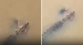 Timsah, nehirde yıkanan kadını suya çekerek ölürdü