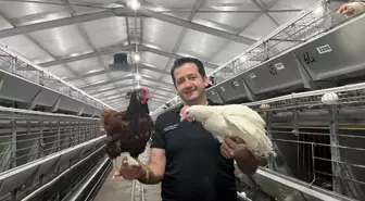 Yerli Yumurtacı Hibrit Civcivler İçin Yapay Zeka Dönemi Başlıyor