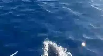 Kuşadası'nda Amatör Balıkçının Teknesine Yaklaşan 3 Yunus Görüntülendi