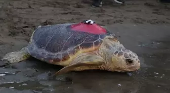 Yaralı Caretta Caretta Tuba, Yıllar Sonra Dalyan'a Döndü