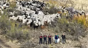 Beypazarı'nda Kaybolan 544 Küçükbaş Hayvan Dron ile Bulundu