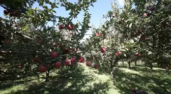 Muş'ta Elma Hasadından 100 Milyon Lira Gelir Bekleniyor