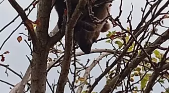 Karabük'te Mahsur Kalan Yavru Ayı Kurtarıldı