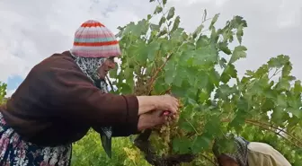 Beypazarı'nda Bağ Bozumu ve Pekmez Yapımına Başlandı
