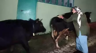 Bartın'da Mahsur Kalan Büyükbaş Hayvanlar Kurtarıldı
