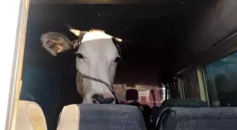 Didim'de Çalınan Hayvanlar Konya'da Bulundu, 5 Şüpheli Gözaltına Alındı