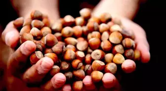 Düzce'den AB Ülkelerine Fındık İhracatı 15 Bin Tona Ulaştı