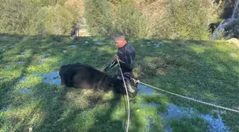 Isparta'da Bataklığa Saplanan Büyükbaş Hayvan Kurtarıldı
