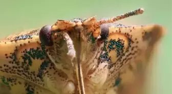 Kahverengi Kokarca Böceği zararlı mı, Türkiye'de var mı?