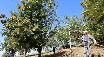 Aydın'da Kestane Hasadı İçin Yevmiye Ücretleri Belirlendi