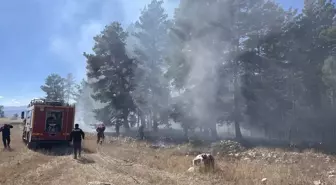 Kars'ta Orman Yangını: 1 Hektar Alan Zarar Gördü