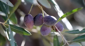 Antalya'da Zeytin Üretimini Artırma Çabaları