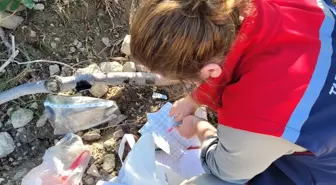 Buharkent'te Zeytin ve İncir Bahçelerinde Zararlılarla Mücadele Devam Ediyor