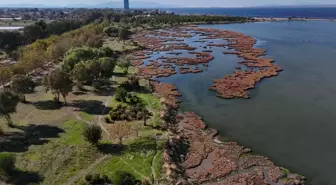 İzmir'in Çakalburnu Lagünü ve İnciraltı Kent Ormanı Sonbahar Renklerine Büründü