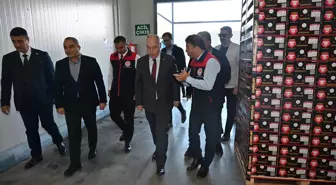 Denizli'de İhracatlık Nar Hasadına Başlandı