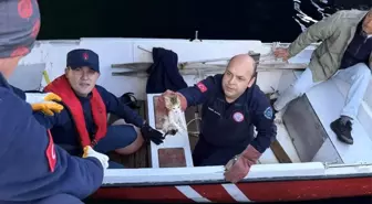 Denize Düşen Yavru Kedi İtfaiye Ekipleri Tarafından Kurtarıldı