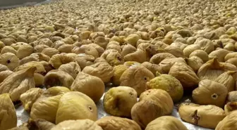 İncir Fiyatlarındaki Düşüş Çiftçileri Zorluyor