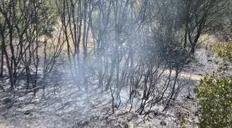 Aydın'da Maki Yangını Zeytinliğe Sıçradı