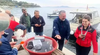 Marmara'da 400 Istakoz Yavrusu Yapay Resiflere Bırakıldı
