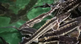 Nesli tükenme tehlikesi altındaki mersin balığını korumak için 15 yıldır çalışıyorlar