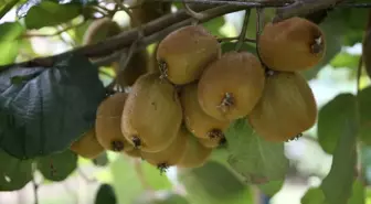 Ordu'da Kivi Fiyatları Belirlendi: Birinci Sınıf 80 Lira