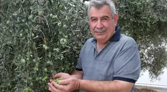 Alanya'da Zeytin Hasadı Başladı, Rekolte Yüzde 40 D düştü