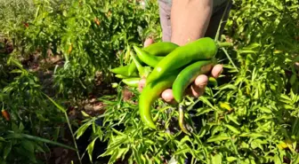 Denizli'de Kayaca Biberinde Hasat Sona Erdi