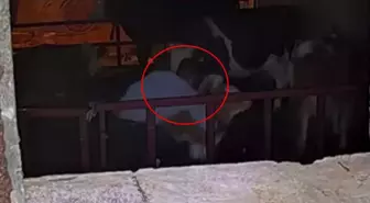Ahırda büyük rezillik: Kimse görmüyor sandı ama kamera kayıttaydı
