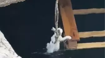 Denize Düşen Yavru Kediler Kurtarıldı