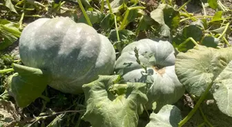 Çiftçi 40 Kilogramlık Kabaklarıyla Mutluluğunu Paylaştı