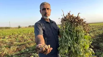 Şanlıurfa'da Çiftçiler Pamuktan Yer Fıstığına Geçiyor