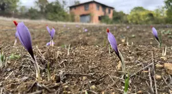 Karabük'te Dünyanın En Pahalı Baharatı Safran Erken Çiçek Açtı