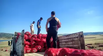 Yozgat'ta Soğan Hasadı İmece Usulüyle Yapılıyor
