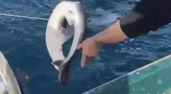 Bartın'da Balıkçıların Ağına Camgöz Köpek Balığı Takıldı
