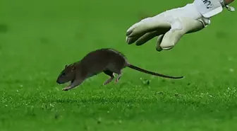 Dünyaca ünlü kaleci topu bırakıp fareyi yakalamaya çalıştı