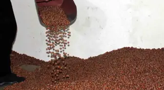 Fındık Fiyatları Giresun'da Düşüşe Geçti, Tarım Kredi Kooperatifleri Fiyatları Yükseltti