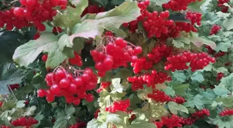 Sivas'ın Gemerek İlçesinde Gilaburu Hasadı Başladı