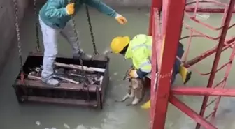 Bartın'da İnşaat Alanında Düşen Tilki Kurtarıldı